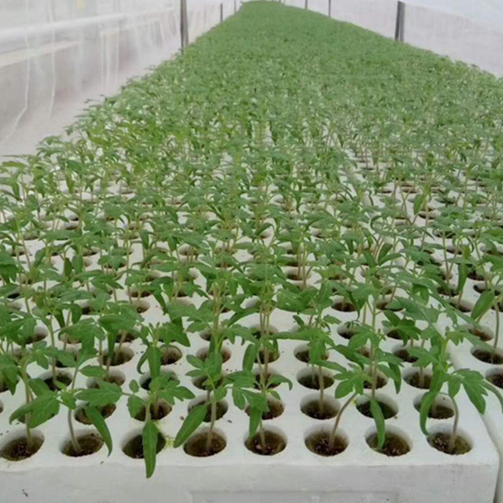 40 قطعة من مكعبات الصوف المستخ - مراجعة Hydroponic Kit وسعره