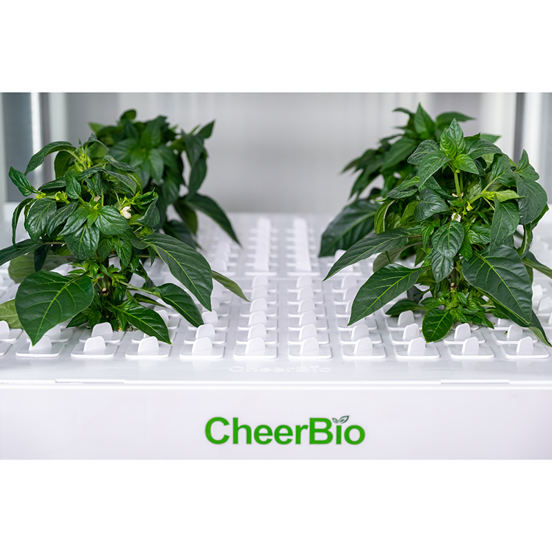 نظام زراعة ذكي جديد للحدائق ال - مراجعة Hydroponic Kit وسعره